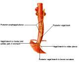 Anatomie:hart,longen,mediastinum,vagus,azygos,trachea,bronchus,vena cava,slokdarm,oesophagus,larynx,cor,diaphragma